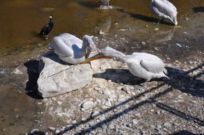 — Couple de pélicans préparant leur nid - Tier Park - Zoo de Berne —