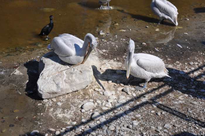 — Couple de pélicans préparant leur nid - Tier Park - Zoo de Berne —