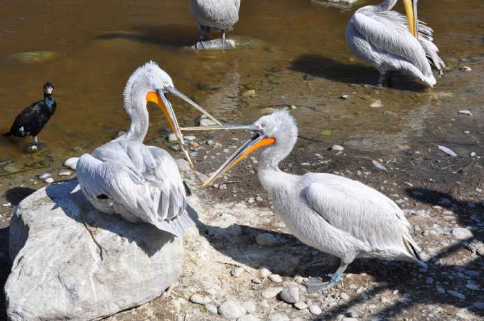 — Couple de pélicans préparant leur nid - Tier Park - Zoo de Berne —