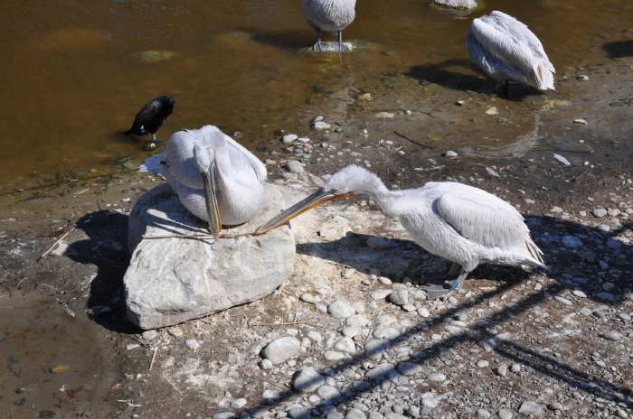 — Couple de pélicans préparant leur nid - Tier Park - Zoo de Berne —