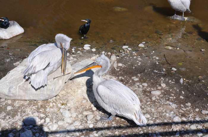 — Couple de pélicans préparant leur nid - Tier Park - Zoo de Berne —