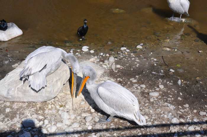 — Couple de pélicans préparant leur nid - Tier Park - Zoo de Berne —