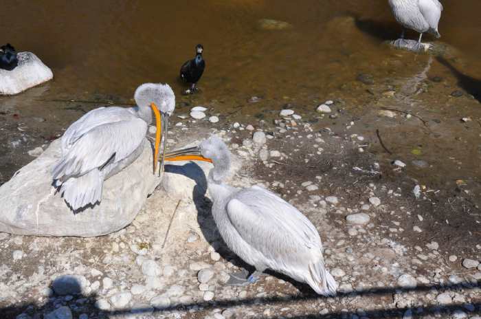 — Couple de pélicans préparant leur nid - Tier Park - Zoo de Berne —