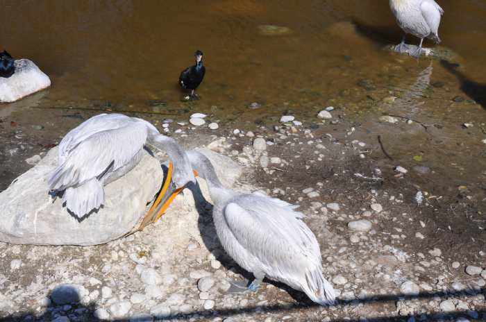 — Couple de pélicans préparant leur nid - Tier Park - Zoo de Berne —