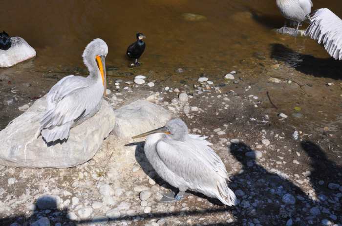 — Couple de pélicans préparant leur nid - Tier Park - Zoo de Berne —