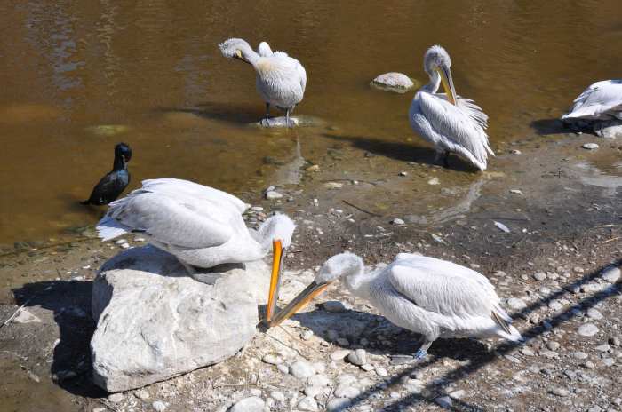 — Couple de pélicans préparant leur nid - Tier Park - Zoo de Berne —