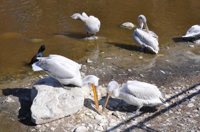 — Couple de pélicans préparant leur nid - Tier Park - Zoo de Berne —