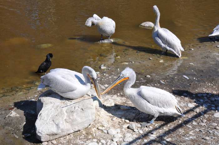 — Couple de pélicans préparant leur nid - Tier Park - Zoo de Berne —