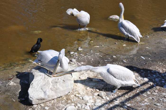 — Couple de pélicans préparant leur nid - Tier Park - Zoo de Berne —