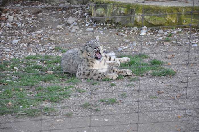 — Léopard des neiges - Zoo de Bâle - Bâle/Basel —