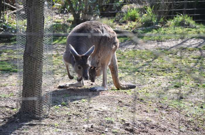 — Femelle kangourou et son petit - Zoo de Bâle - Bâle/Basel —