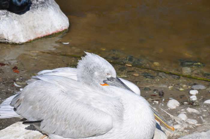 — Pélican - Tier Park - Zoo de Berne —