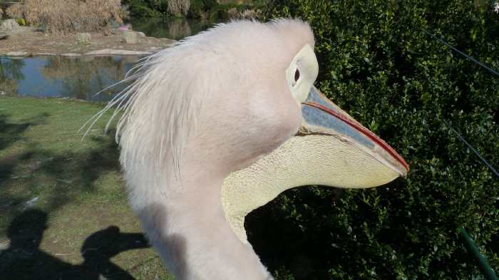 — Pélican rose - Zoo de Bâle - Bâle/Basel —