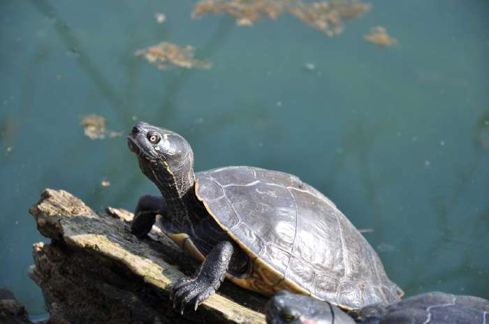 — Tortue - Zoo de Bâle - Bâle/Basel —