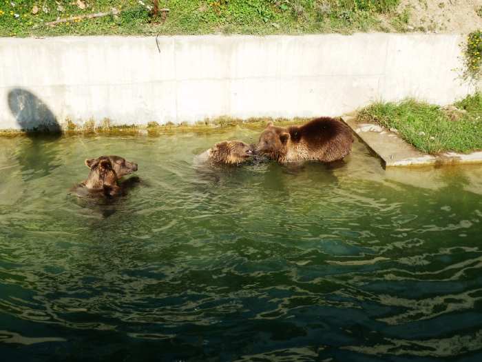 — Ourse et ses deux oursons (âgés de 20 mois) dans le bassin du Parc aux Ours - Berne —