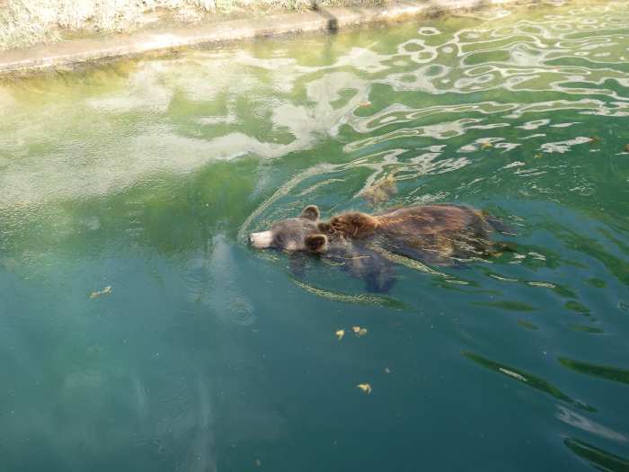 — Ourse dans le bassin du Parc aux Ours - Berne —