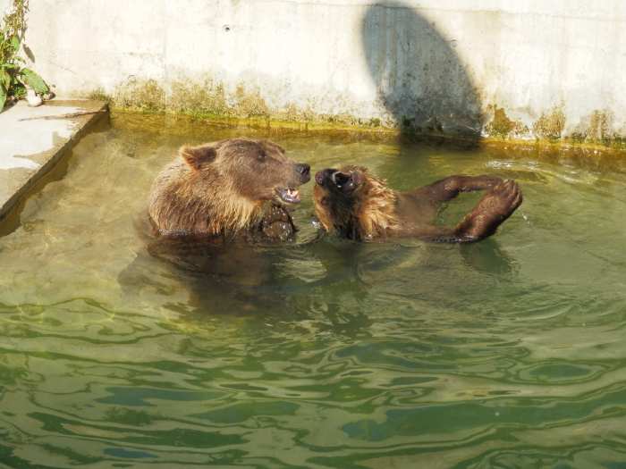 — oursons (âgés de 20 mois) jouant dans le bassin du Parc aux Ours - Berne —