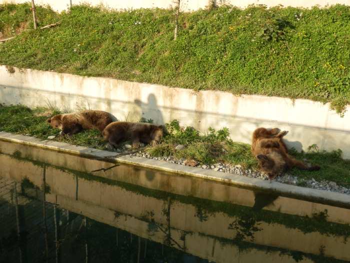 — Ourse et ses deux oursons (âgés de 20 mois) sommeillant le long du bassin du Parc aux Ours - Berne —