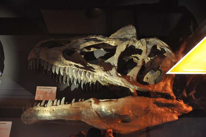 — Crâne d'un saurien - musée d'histoire naturelle (Naturhistorisches Museum) - Augustinergasse 2 - Bâle/Basel —