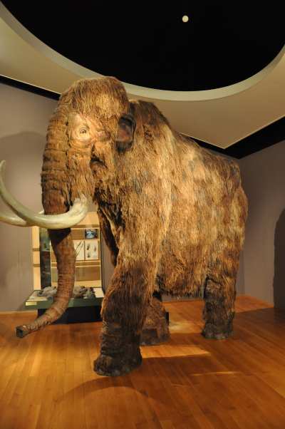 — Représentation d'un mammouth - musée d'histoire naturelle (Naturhistorisches Museum) - Bâle/Basel —
