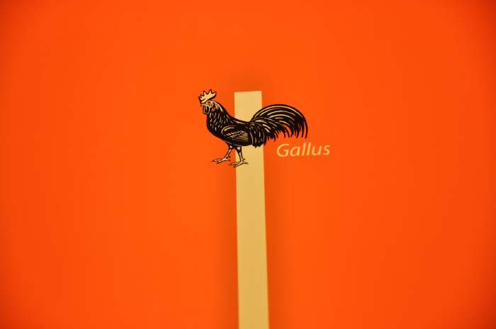 — "Gallus" - Détail d'un synoptique - musée d'histoire naturelle (Naturhistorisches Museum) - Augustinergasse 2 - Bâle/Basel —