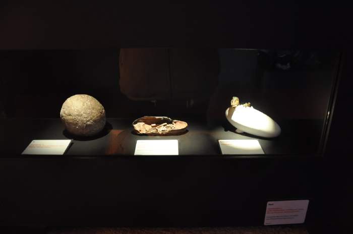 — œufs de dinosaures - musée d'histoire naturelle (Naturhistorisches Museum) - Augustinergasse 2 - Bâle/Basel —