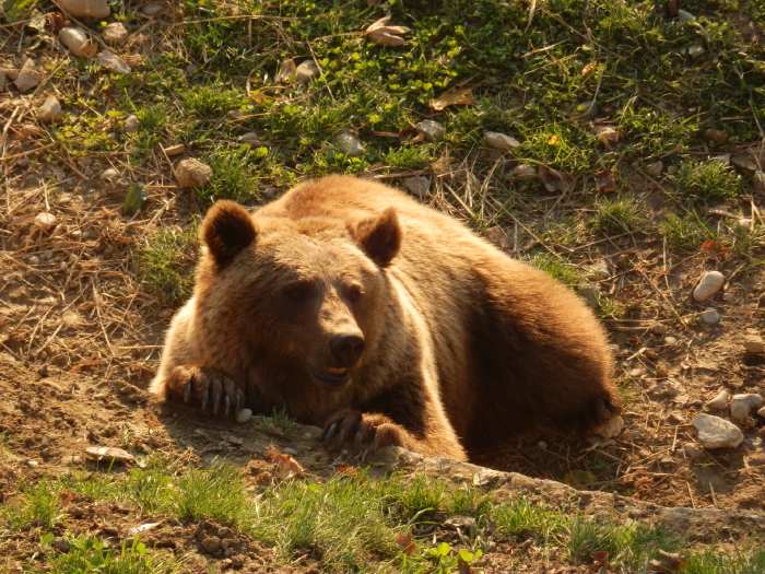 — Ours (mâle) dans son enclos du parc aux ours - Berne —