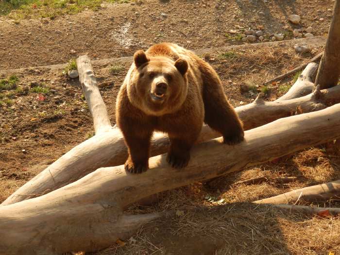 — Ours (mâle) dans son enclos du parc aux ours - Berne —