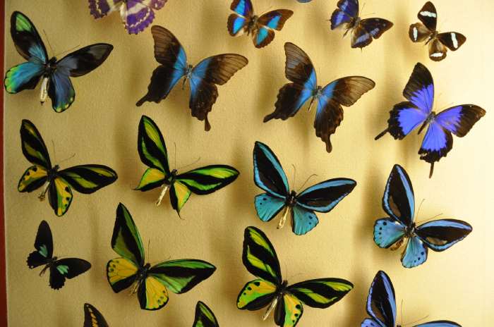 — vitrine de papillons épinglés - musée d'histoire naturelle (Naturhistorisches Museum) - Augustinergasse 2 - Bâle/Basel —