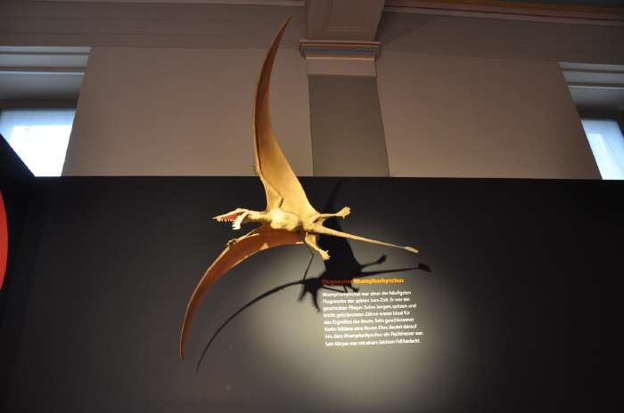 — Saurien volant - musée d'histoire naturelle (Naturhistorisches Museum) - Augustinergasse 2 - Bâle/Basel —