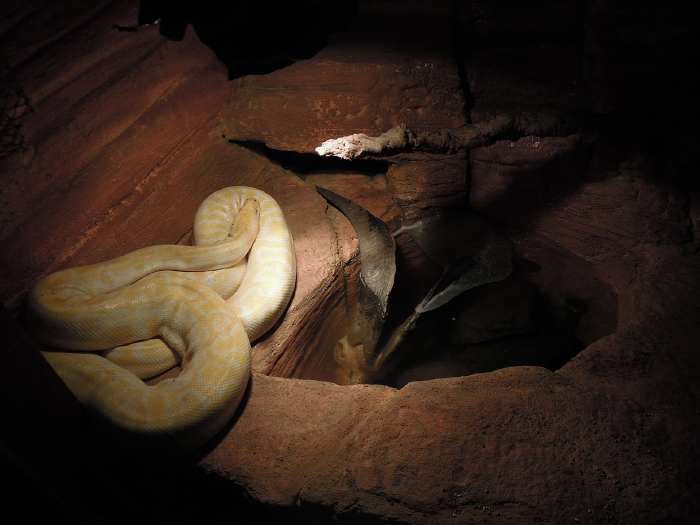 — Serpent lové dans un filet - Arche de Noé sur le Rhin — Cologne —