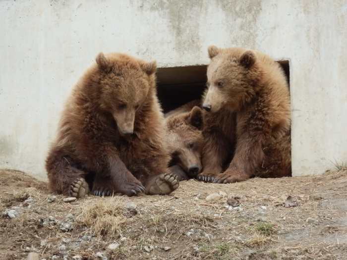 — Ourse et oursons en sortie d'hibernation - Berne —