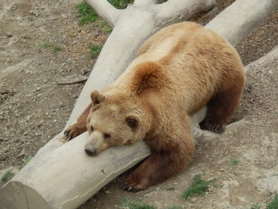 Ourse et ours (séparés) au repos - Parc aux ours — Bern/Berne