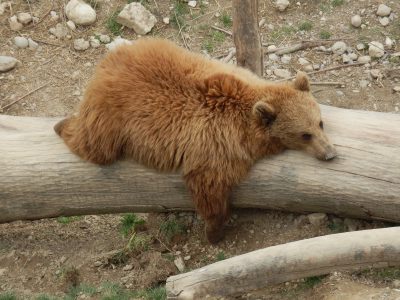 Ourse et ours (séparés) au repos - Parc aux ours — Bern/Berne