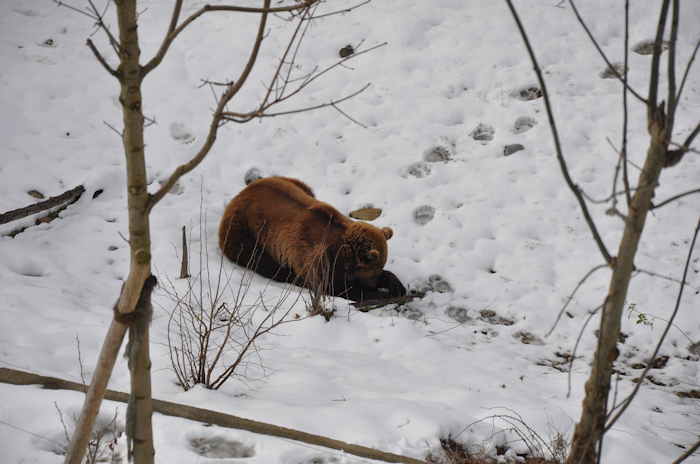 — Finn dans son parc aux ours - Bern/Berne —