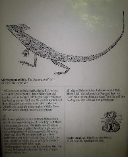 — Vivarium: espace Basilic vert - Zoo - Bâle/Basel —