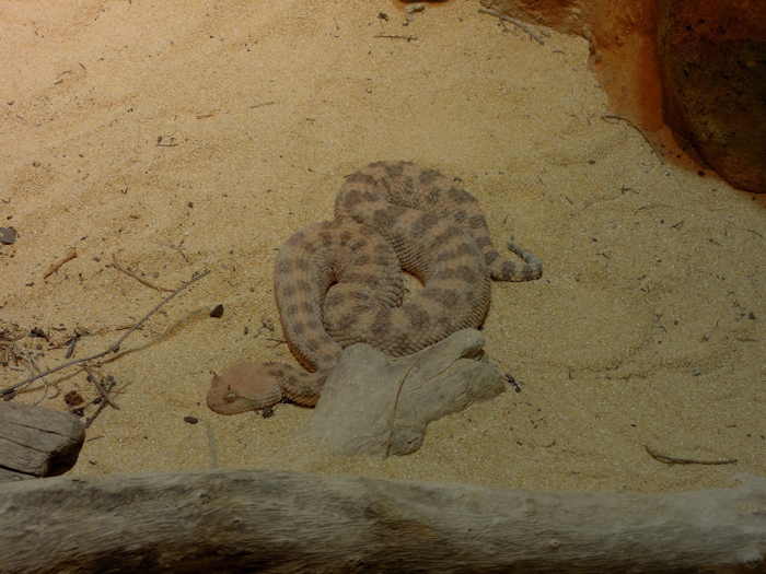 — Vivarium: espace vipère cornue - Zoo - Bâle/Basel —