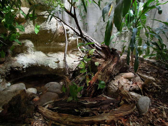 — Vivarium: espace Basilic vert - Zoo - Bâle/Basel —