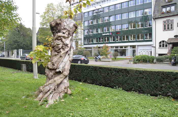 — Tronc d'arbre mort et agence de la société d'assurances Helvetia - Bâle/Basel —