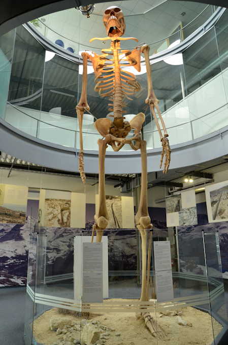 Squelette de Géant de 7.60 m surnommé "Goliath" reconstitué à partir d'un tibia