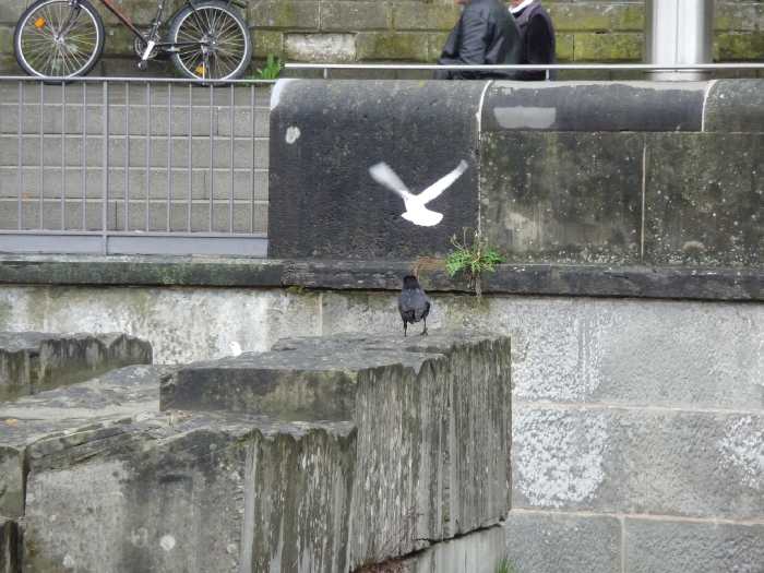 — Corbeau et couple de colombes dans l'ancienne fosse aux ours à Berne - Bern/Berne —