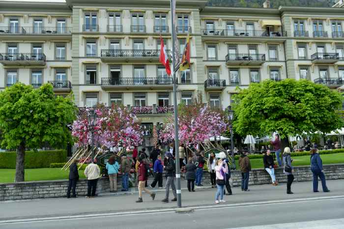 — Arbustes fleuris devant l'hôtel Victoria - Interlaken — Canton de Bern/Berne —