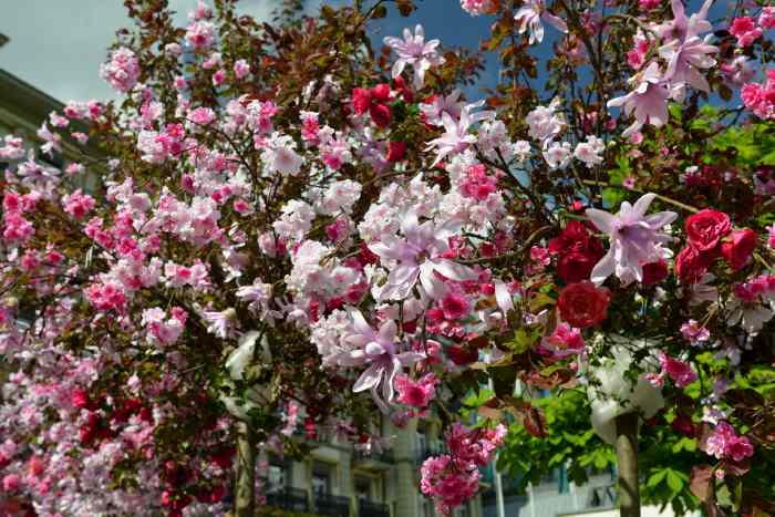 — Arbustes fleuris devant l'hôtel Victoria - Interlaken — Canton de Bern/Berne —