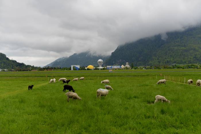 Moutons en pâture avec le Jungfrau Park en arrière plan — Interlaken -