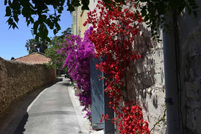 — Massifs de fleurs en façades — Hyères —