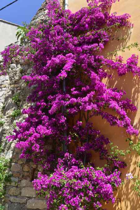 — Massifs de fleurs en façades — Hyères —