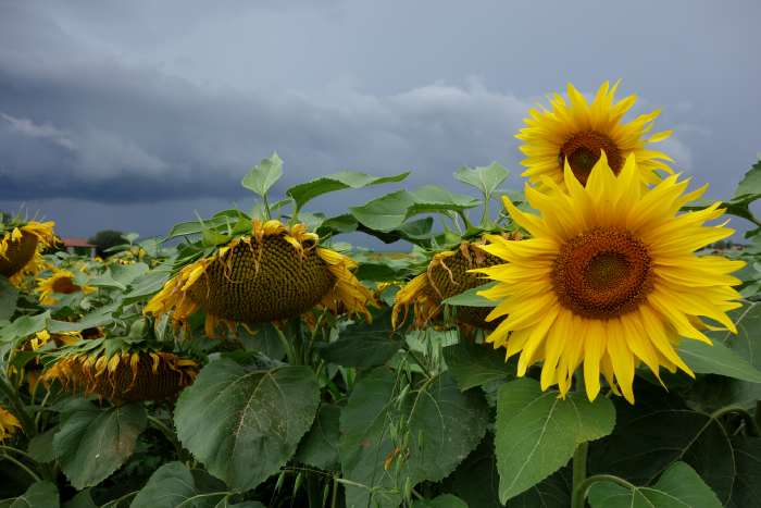 — Champs de Tournesols — Puy-de-Dôme —