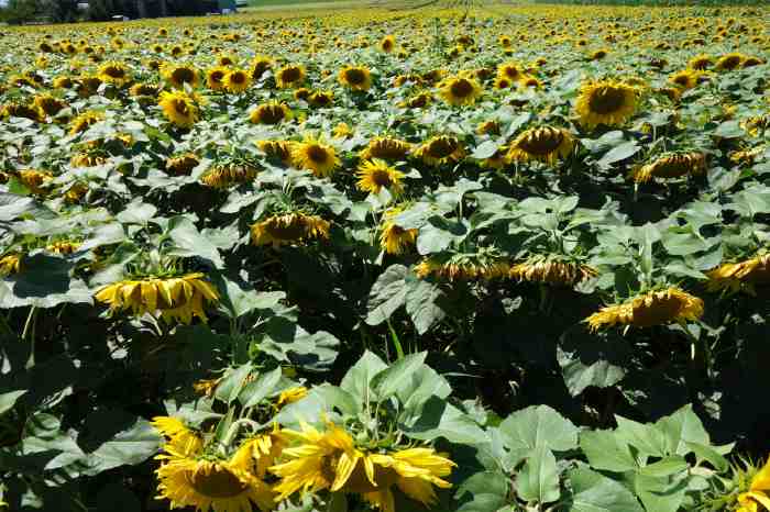 — Champs de Tournesols — Puy-de-Dôme —