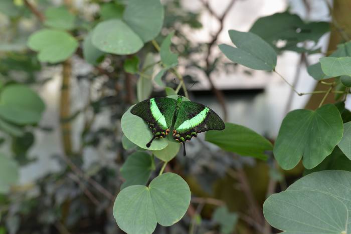 — Papillon Bande néon — Papiliorama — Kerzers — Canton de Berne (CH) —