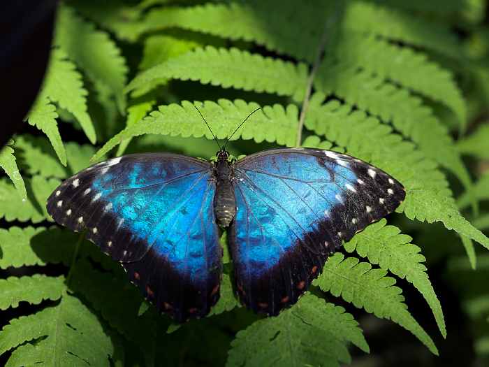 — Papillon morpho bleu — Papiliorama — Kerzers Canton de Berne (CH) —